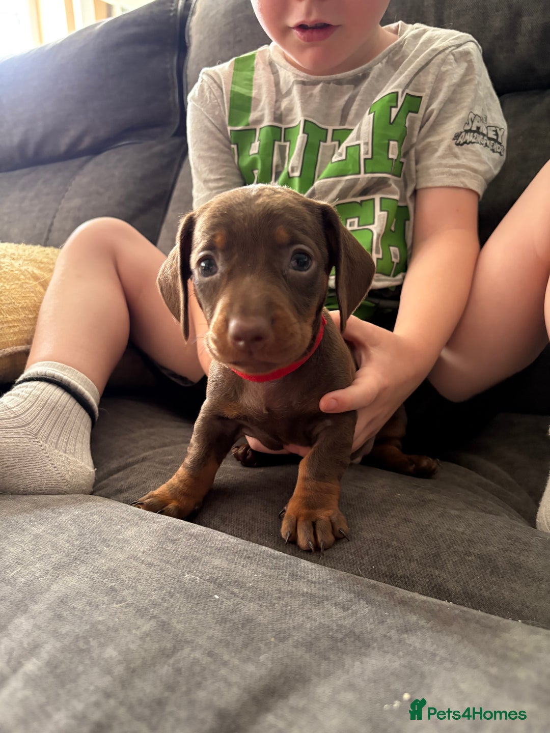 Miniature Dachshund dogs for sale: Miniature dachshund puppies  - Image 26
