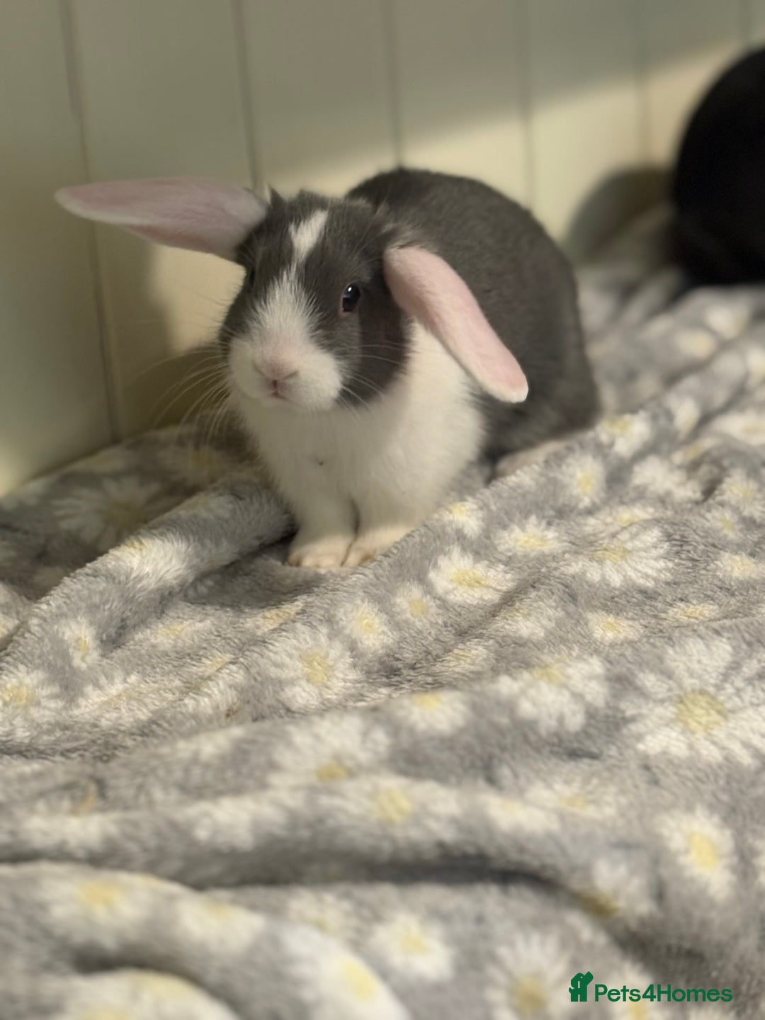 Mini Lop rabbits for sale: Vaccinated/raised indoors, mini lops and lion lop  - Advert 23