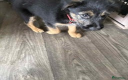 Mixed Breed dogs for sale: Ready for new loving homes now - Image 2