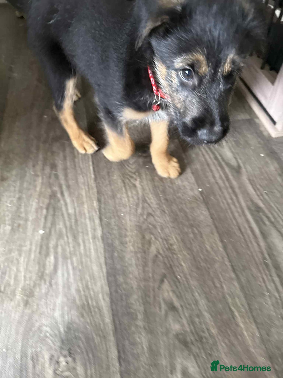 Mixed Breed dogs for sale: Ready for new loving homes now - Image 2