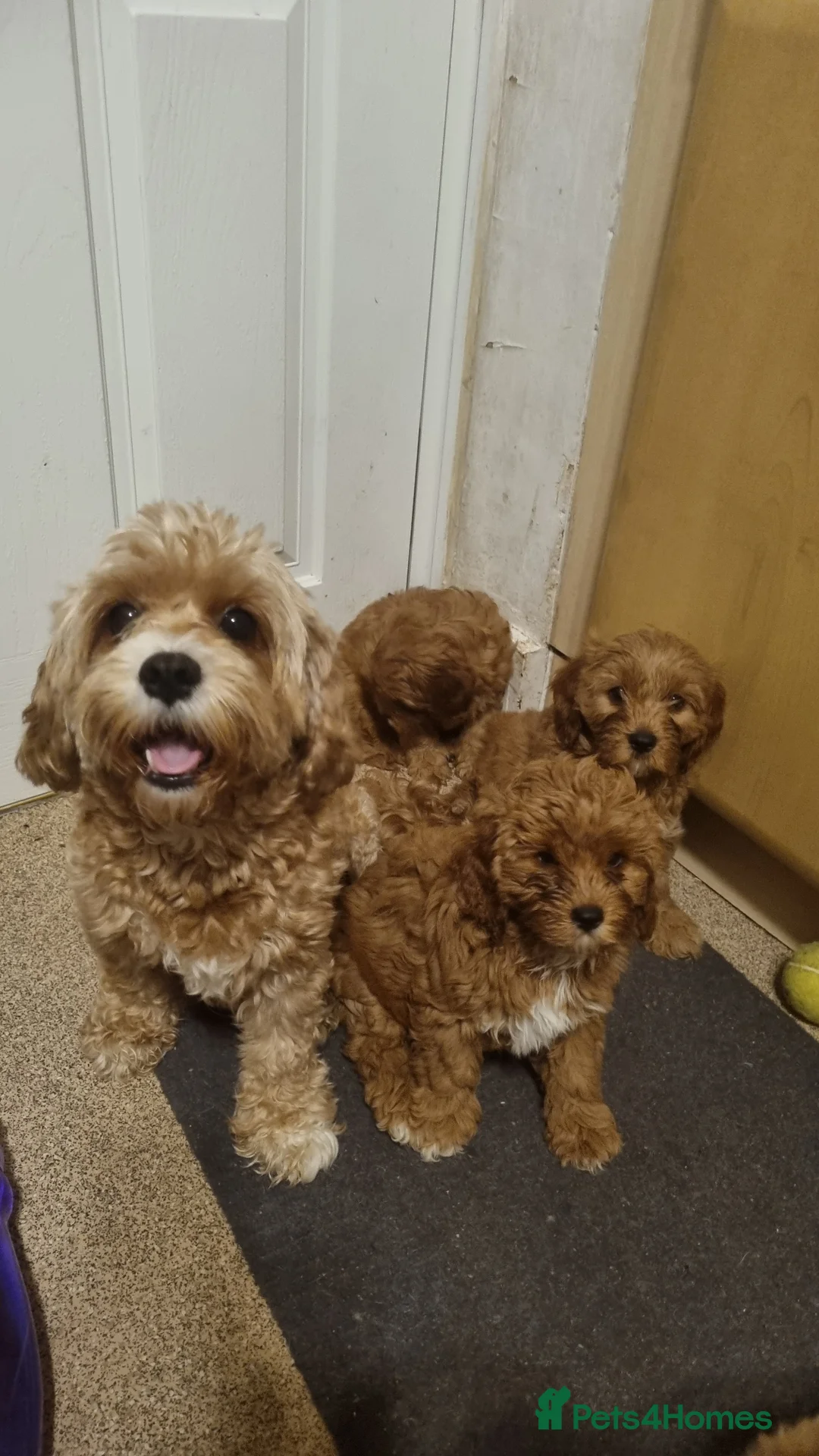 Cavapoo dogs for sale: Beautiful Mini Red Cavapoo Puppy  - Advert 7