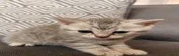 Scottish Fold cats for sale: Scottish and british kittens - Advert 8