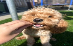 Cavapoo dogs for sale: 🤎 gorgeous Cavapoo girl🤎 - Image 5