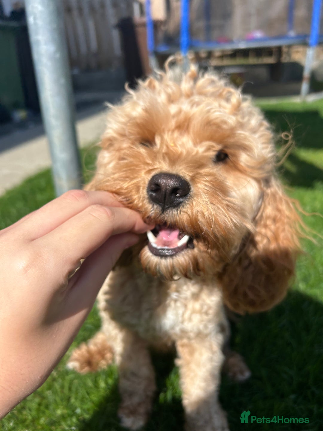 Cavapoo dogs for sale: 🤎 gorgeous Cavapoo girl🤎 - Image 5