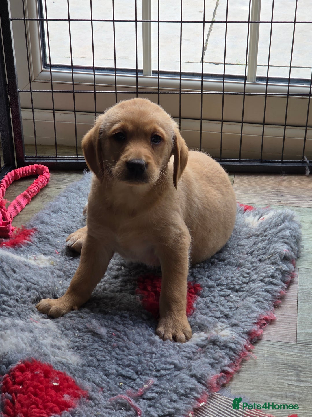 Goldador dogs for sale: 🧡 beautiful chunky goldador puppies 🧡 - Image 6