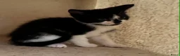 Mixed Breed cats for sale: Kittens  - Advert 10