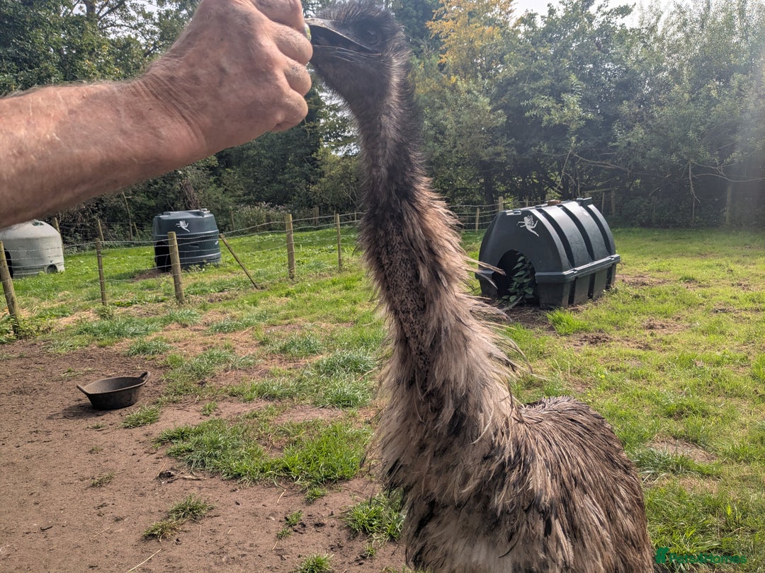 Emus poultry for sale: Breeding pair of Emu plus 2 young Emu - Image 2