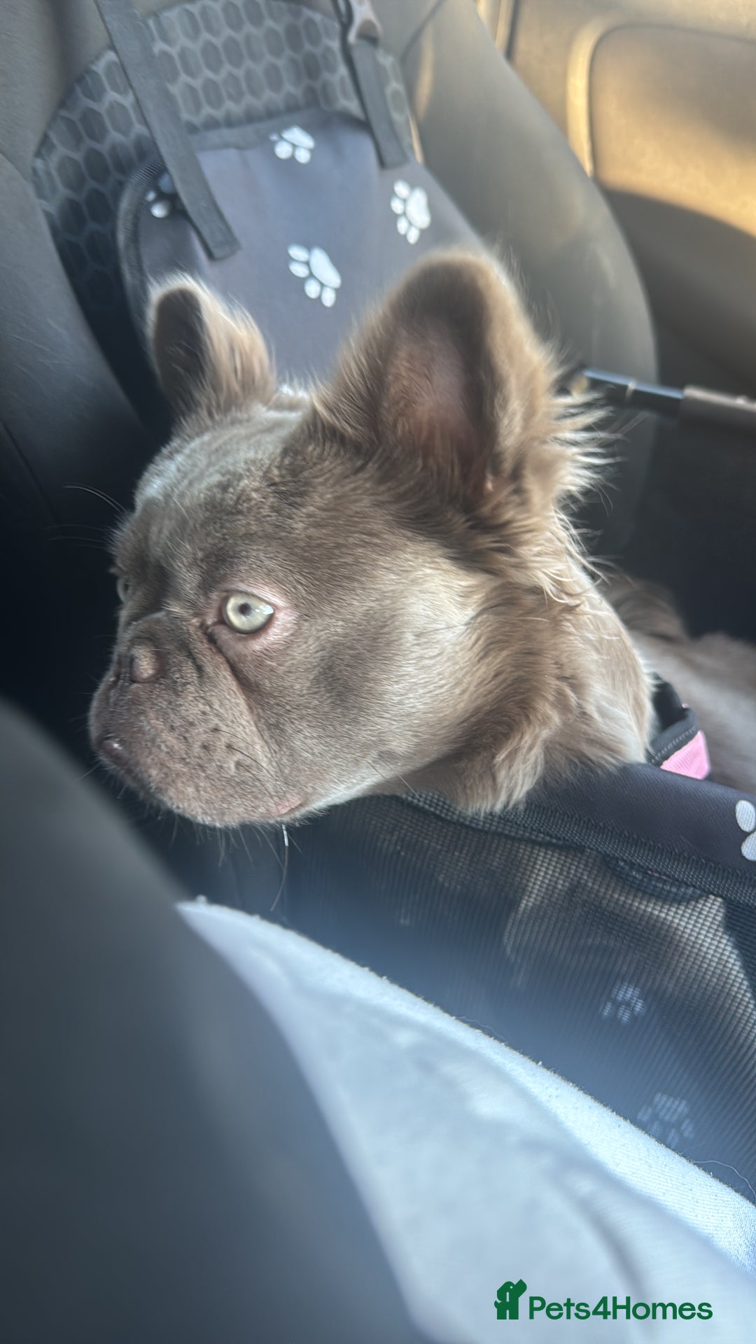 French Bulldog dogs for sale: Fluffy French bulldog  - Advert 1
