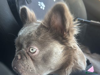 French Bulldog dogs Fluffy French bulldog - Advert 1