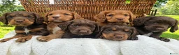 Cocker Spaniel dogs for sale: KC reg cocker spaniel boy - Advert 4