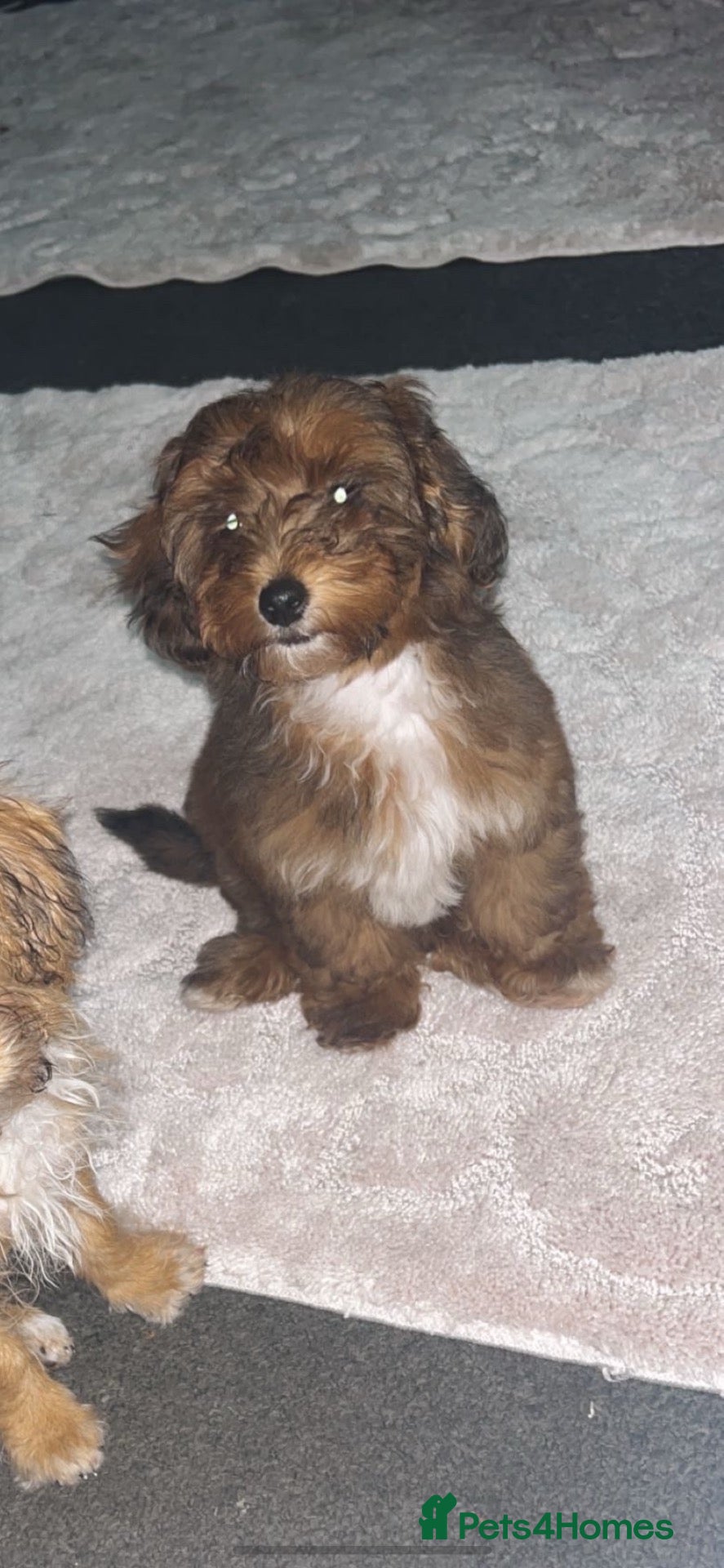Jackapoo dogs for sale: Willow  - Advert 14