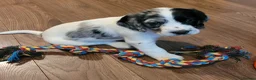 Cocker Spaniel dogs for sale: Gorgeous Cocker Spaniel Puppies 🐾  - Advert 11