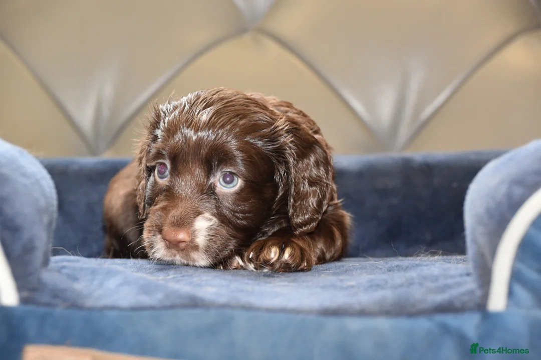 Cocker Spaniel dogs for sale: Kc Reg  Cocker Spaniel Puppies Health Tested - Advert 22