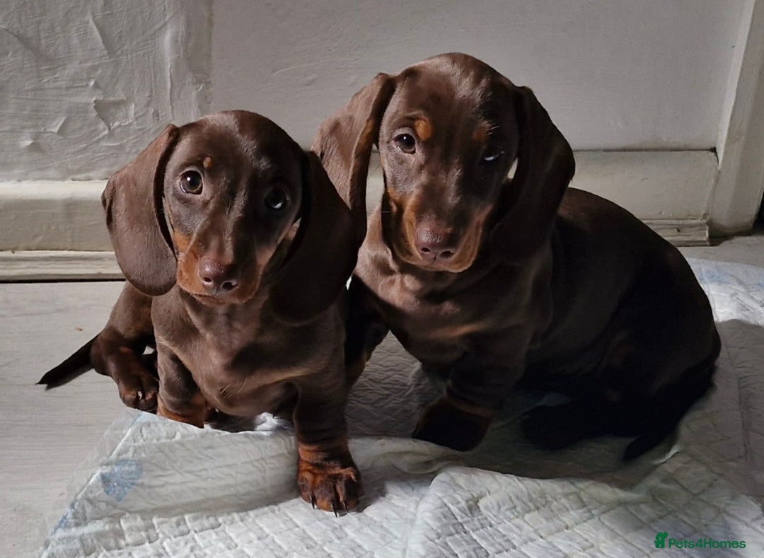 Miniature Dachshund dogs for sale: *READY TO LEAVE 2 LEFT* Miniature Dachshunds in Market Harborough - Image 3