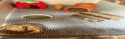 Guinea Pig rodents for sale: 2MALE guinea pigs complete with everything! - Advert 6