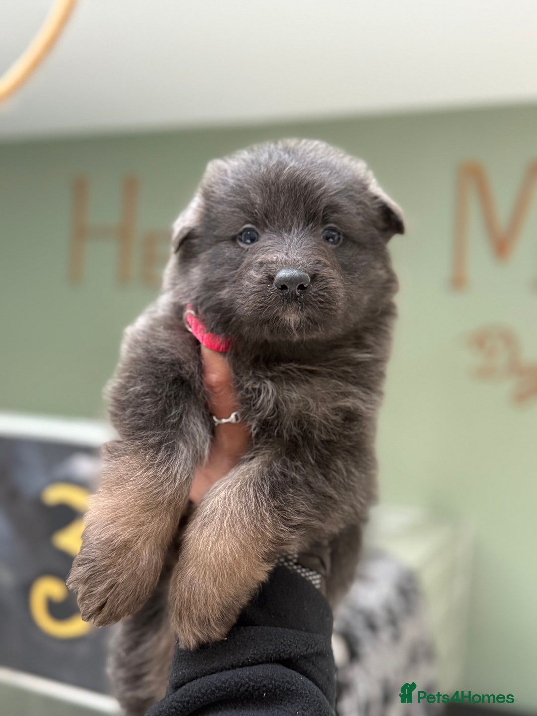 German Shepherd dogs for sale: 💙KC health tested parents 💙 - Advert 12