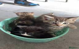 Mixed Breed cats for sale: Beautiful cross mixed breed bengal/tabby kittens  - Image 17