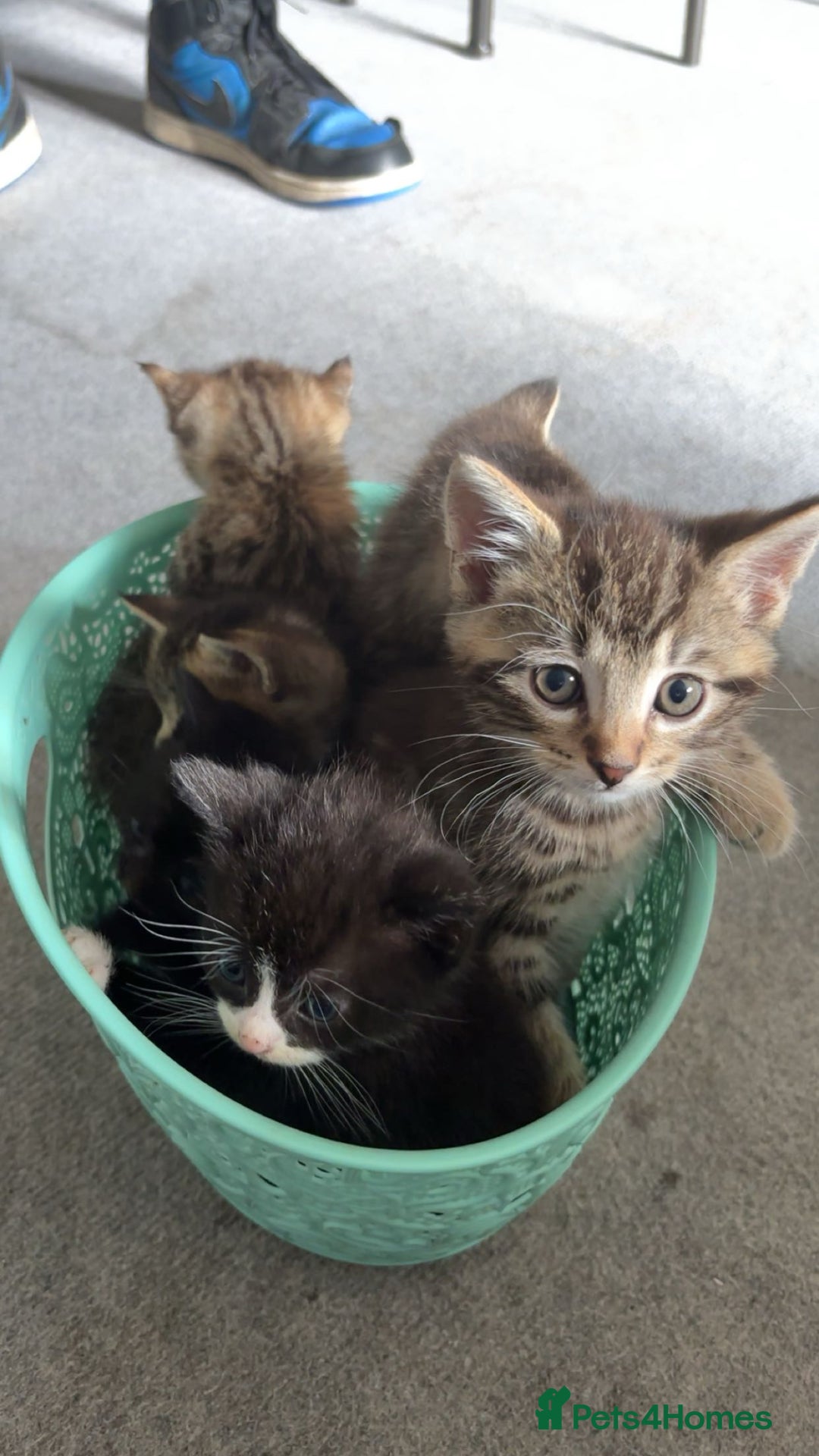 Mixed Breed cats for sale: Beautiful cross mixed breed bengal/tabby kittens  - Image 17