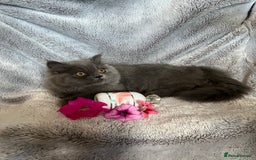 Persian cats for sale: Gentle natured blue Persian kitten (f) - Image 13