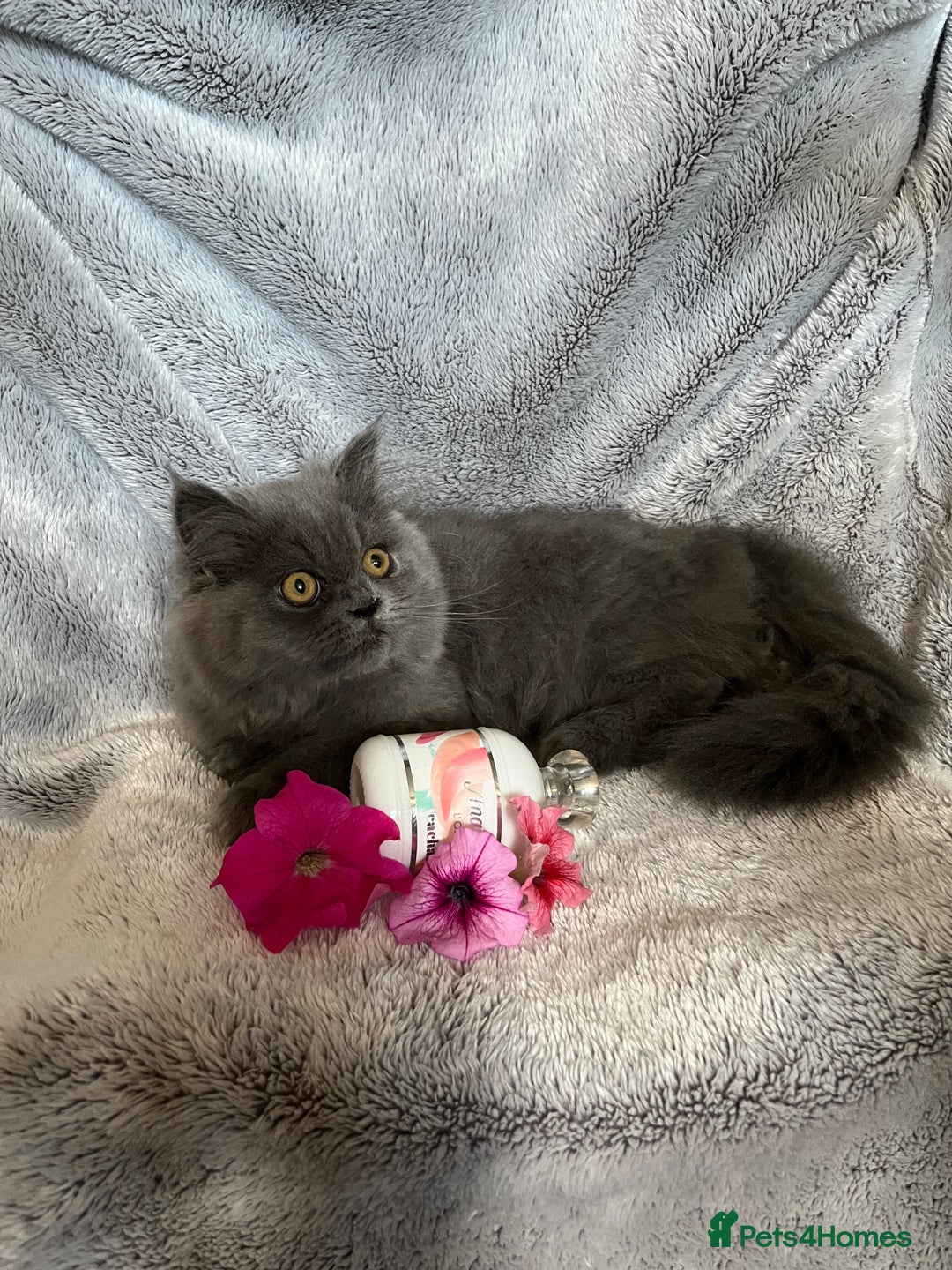 Persian cats for sale: Gentle natured blue Persian kitten (f) - Image 13