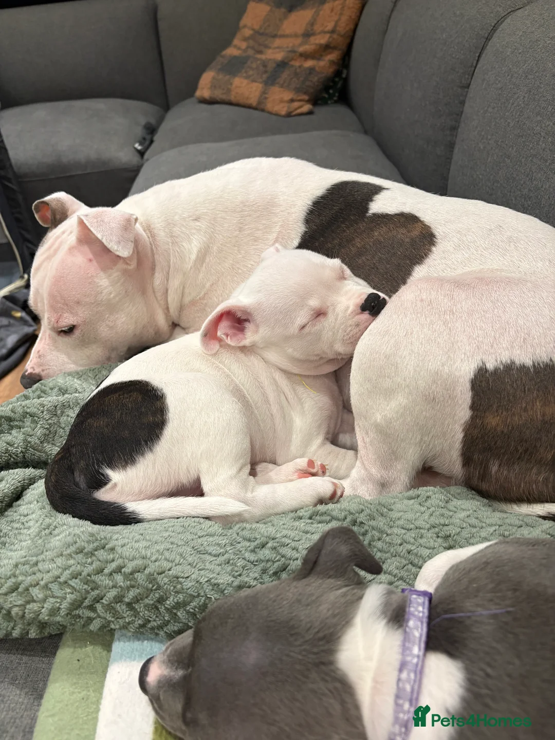 Staffordshire Bull Terrier dogs for sale: Staffordshire bull terrier girl - Advert 2