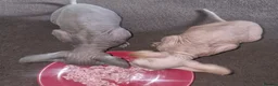 Sphynx cats for sale: 2 Sphynx Boys - Advert 3