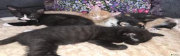 Mixed Breed cats for sale: 4 gorgeous kittens for sale - Advert 8