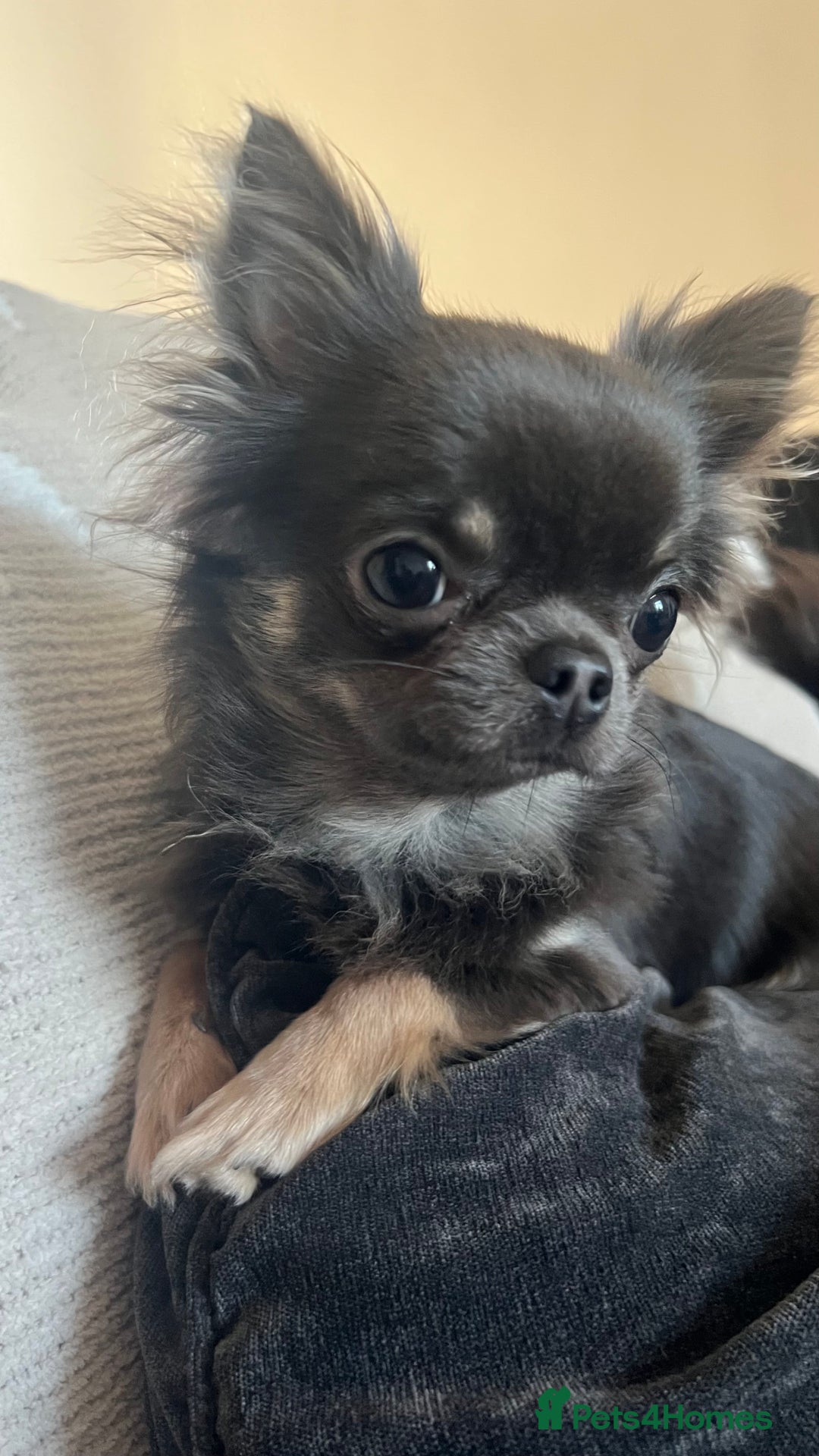 Chihuahua dogs for sale: Stunning Chihuahua Puppies ⭐️ - Advert 5