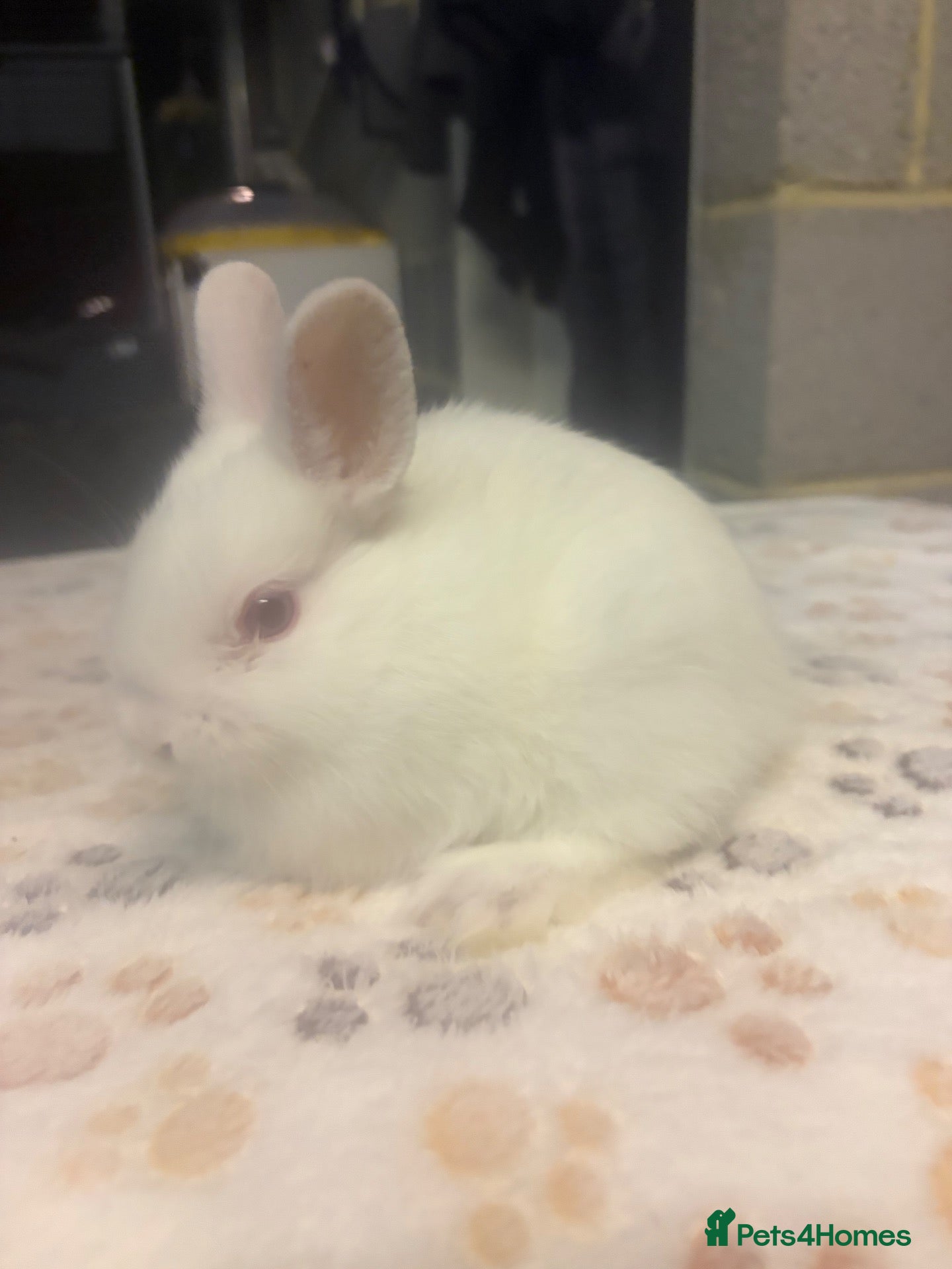Netherland Dwarf rabbits REW Netherland Doe - Advert 6