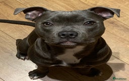 Staffordshire Bull Terrier dogs for sale: Rehoming - Image 2