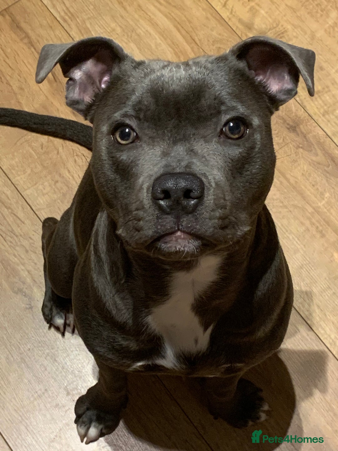 Staffordshire Bull Terrier dogs for sale: Rehoming - Image 2