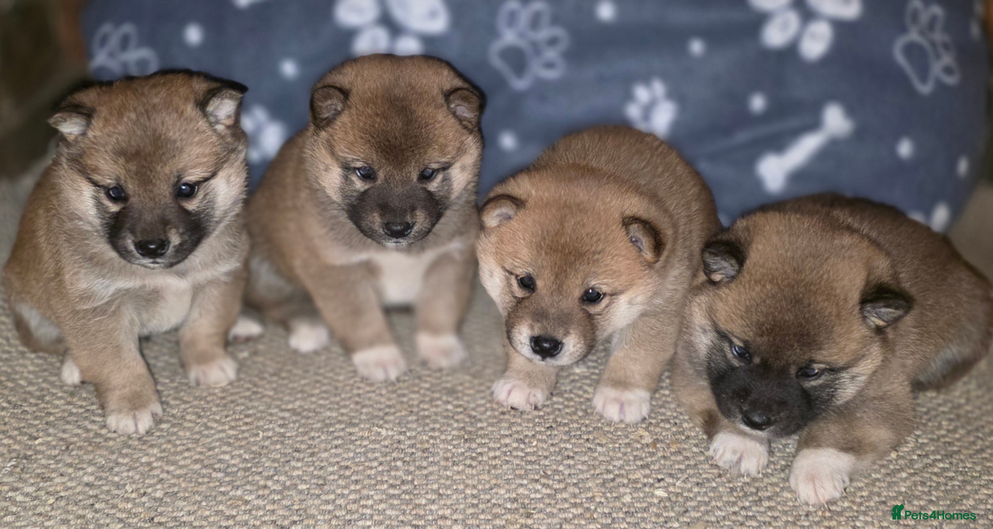 Japanese Shiba Inu dogs Beautiful Shiba puppies  - Advert 18