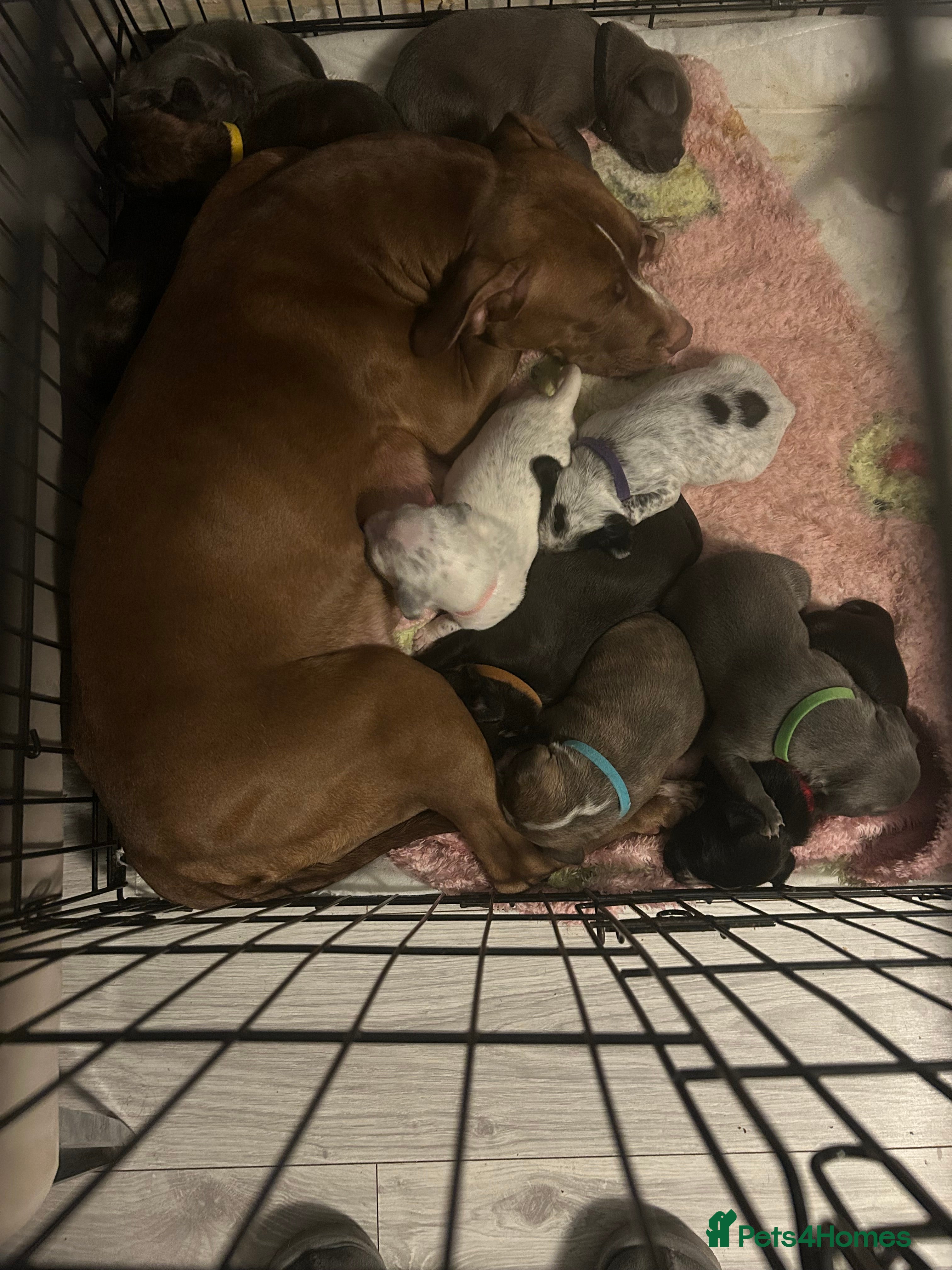 Mixed Breed dogs  Mixed breed cockerbull x  - Advert 3