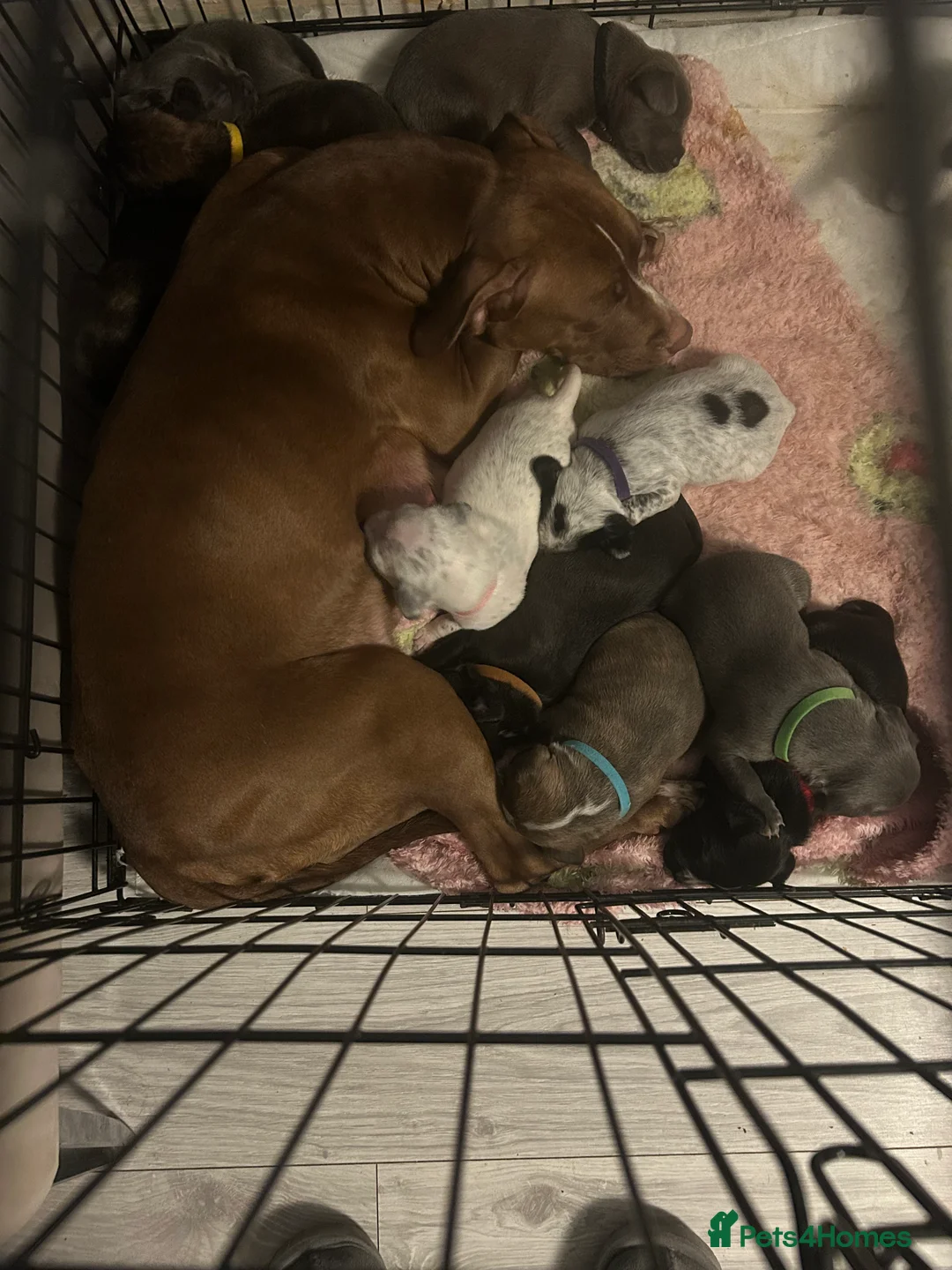 Mixed Breed dogs for sale:  Mixed breed cockerbull x  - Advert 1