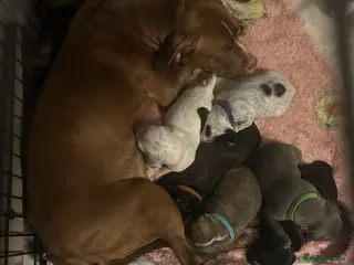 Mixed Breed dogs Mixed breed cockerbull x - Advert 3