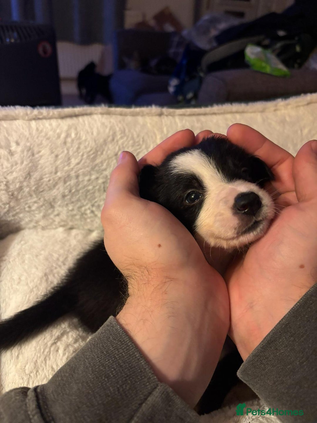 Border Collie dogs for sale: Stunning puppies. Parents health tested - Advert 1