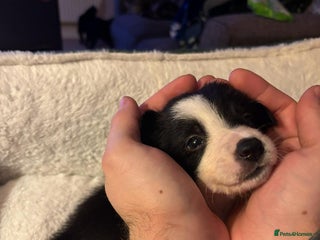Border Collie dogs Stunning puppies. Parents health tested - Advert 2