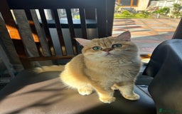 British Shorthair cats for sale: Male Golden British Shorthair  - Image 1