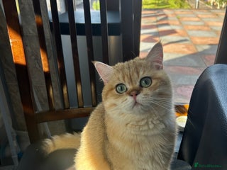 British Shorthair cats for sale - Advert 1