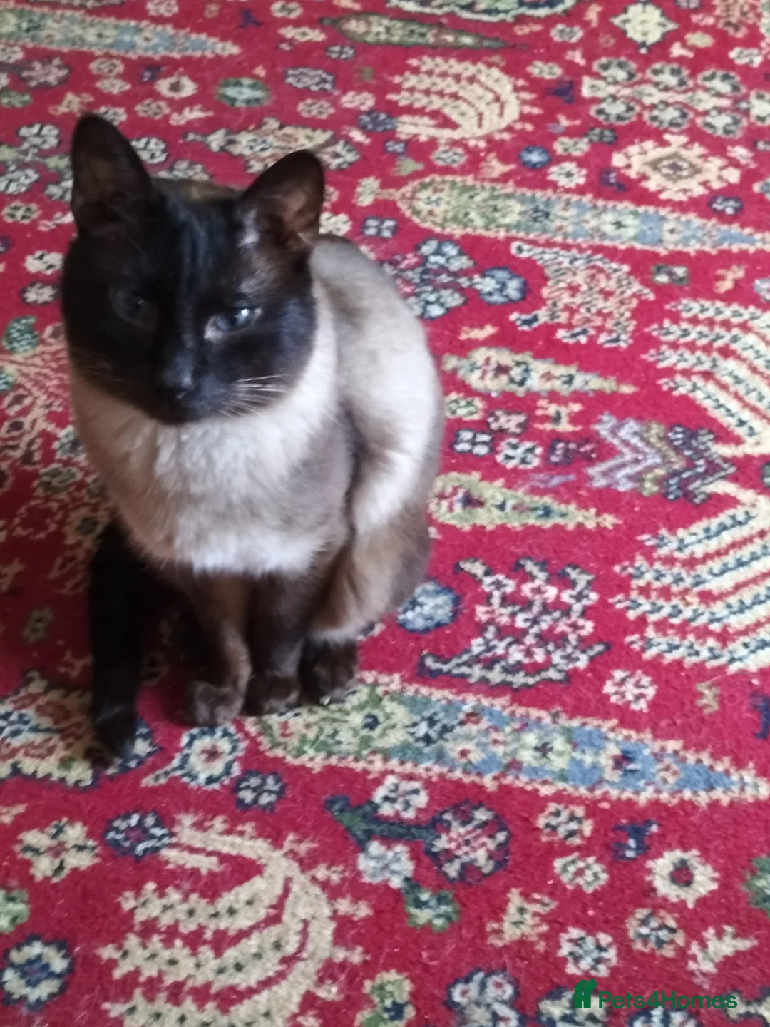 Tonkinese cats for sale:  Tonkinese Male – Needs a Calm, Patient Home in Treorchy - Advert 2