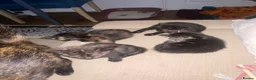 Mixed Breed cats for sale: Female kittens for sale  - Advert 2