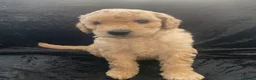 Labradoodle dogs for sale: Stunning Apricot & Cream Labradoodle Puppies  - Advert 6
