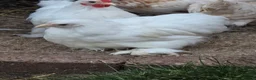 Chickens poultry for sale: Pekin Bantam pullets - Advert 9