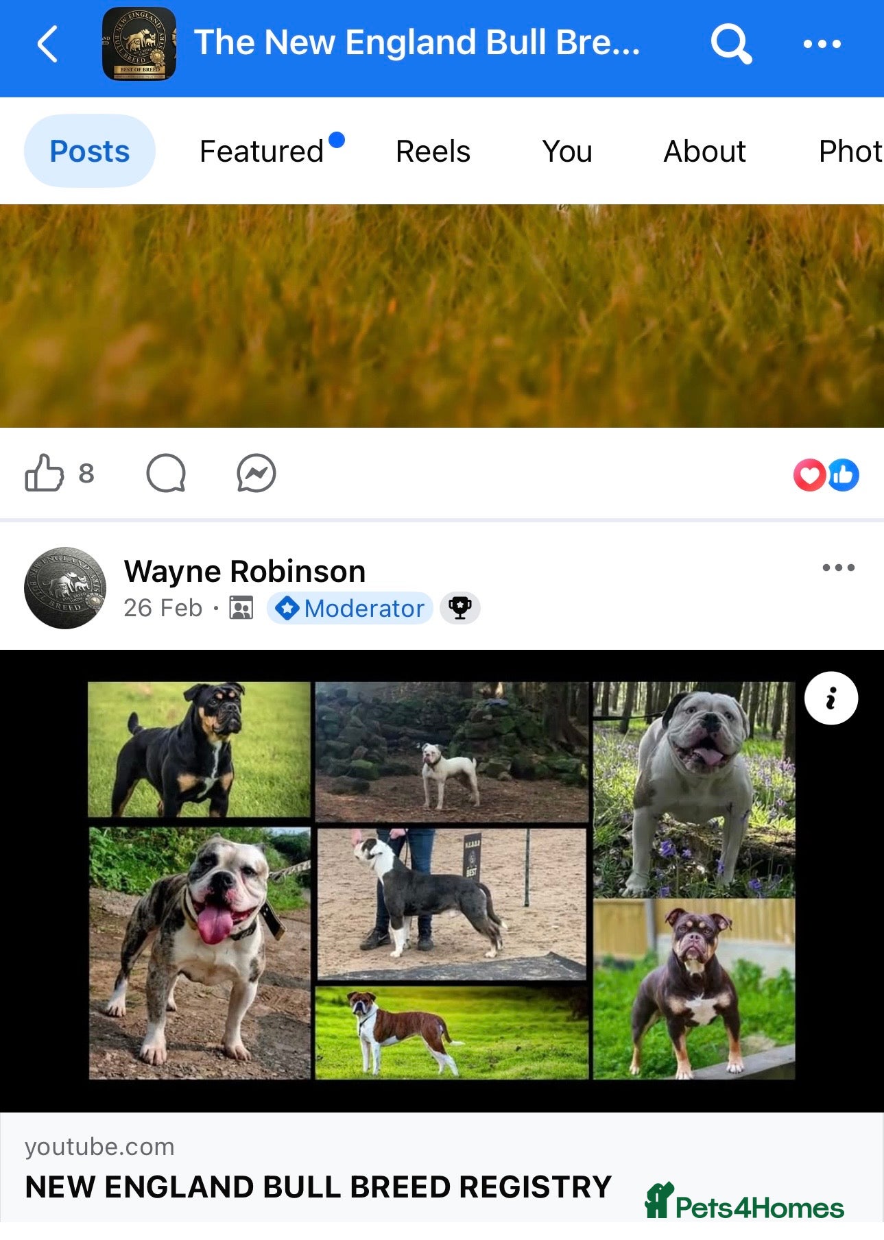 English Bulldog dogs for sale: 🐾 EXCEPTIONAL OLDE ENGLISH BULLDOG PUPPIES 🐾 - Advert 21
