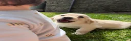 Golden Retriever dogs for sale: FULLY VACCINATED KC REG GOLDEN RETRIEVERS - Advert 12