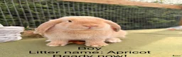 Mini Lop rabbits for sale: Mini lop babies! Lots of colours!  - Advert 21