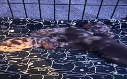 Dachshund dogs for sale: Dapple Dachshund Puppies - Image 12