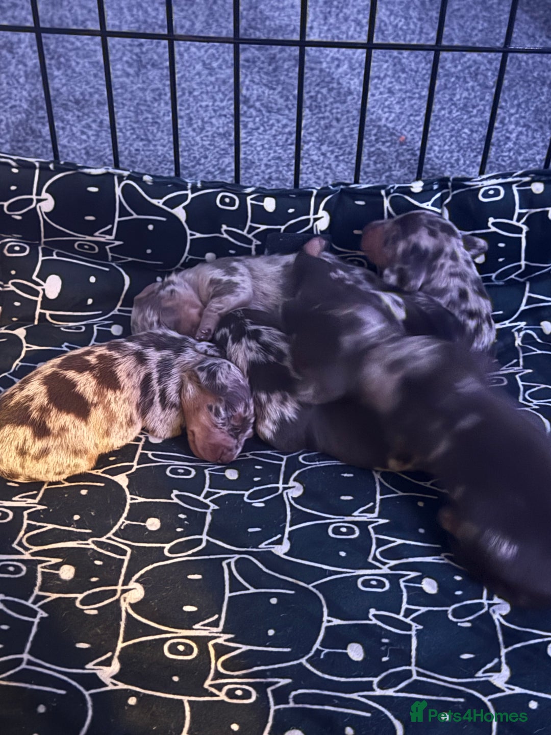 Dachshund dogs for sale: Dapple Dachshund Puppies - Image 12