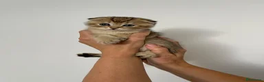 Scottish Fold 2