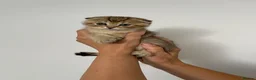 Scottish Fold cats for sale: PUREBRED SCOTTISH FOOD LONGHAIR & SHORTHAIR KITTEN - Advert 17